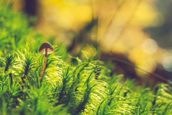 Pequeno cogumelo crescendo na floresta